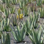 Flor de Aloe Vera: Usos, Beneficios y Curiosidades de la Flor de Sábila 2 plantation 1759286 1920