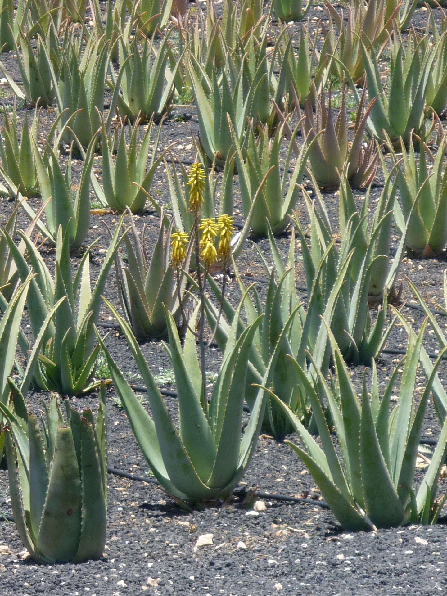 Flor de Aloe Vera: Usos, Beneficios y Curiosidades de la Flor de Sábila 3 plantation 1759286 1920