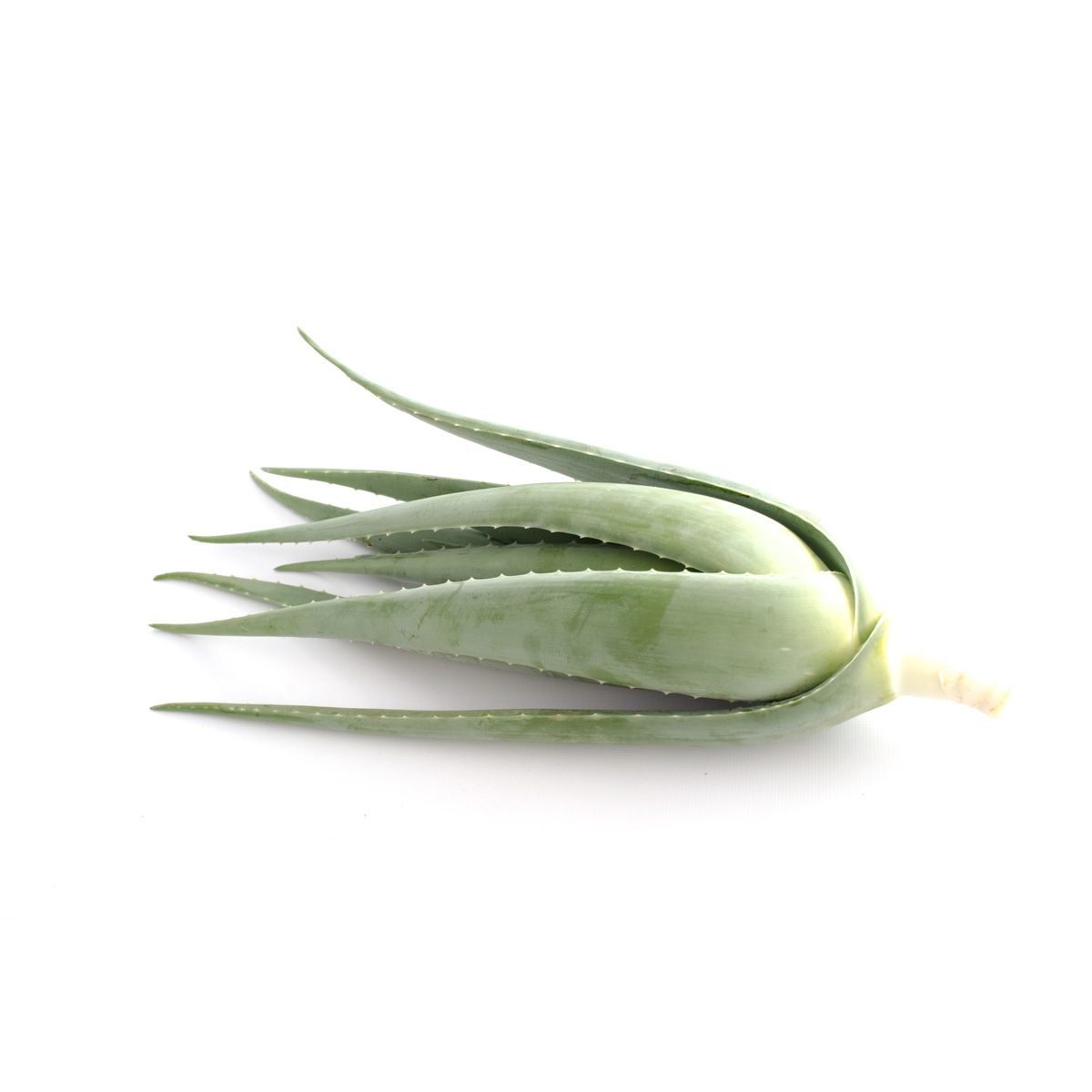 Comprar Hijuelo de Aloe Vera online – lista para cultivar en casa 20 Planta hijuelo de aloe vera en tu hogar y crea tu propio espacio de bienestar natural con facilidad. Cultivo español. Pago Seguro