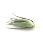 Planta hijuelo de aloe vera en tu hogar y crea tu propio espacio de bienestar natural con facilidad. Cultivo español. Pago Seguro