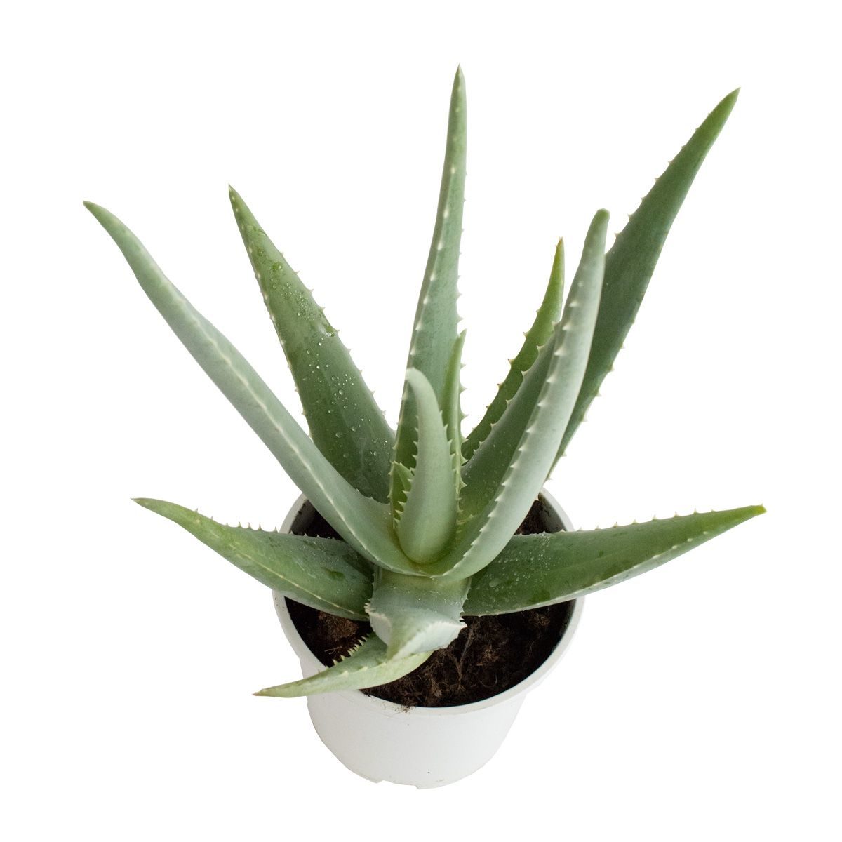 Planta Aloe vera en maceta 18 maceta