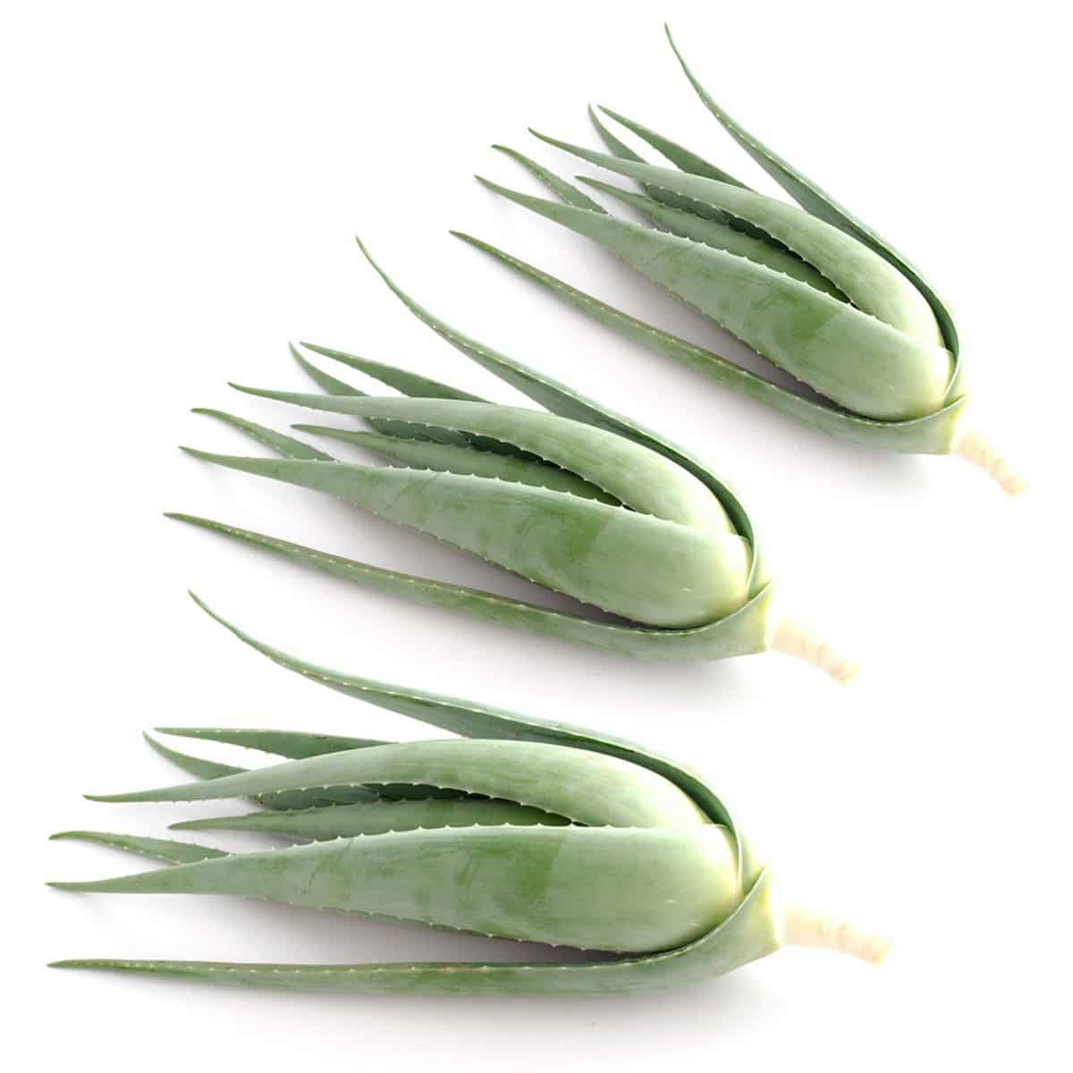Pack de 3 hijuelos de Aloe vera ecológico 19 hijuelosx3