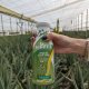 5 Beneficios del Jugo de Aloe vera 4 Foto 3 Botella de 500mL sin pulpa