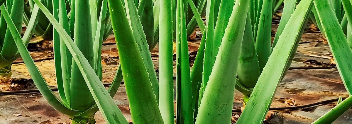 Diferencias entre aloe vera ecológico y convencional 1 economía circular aloe vera