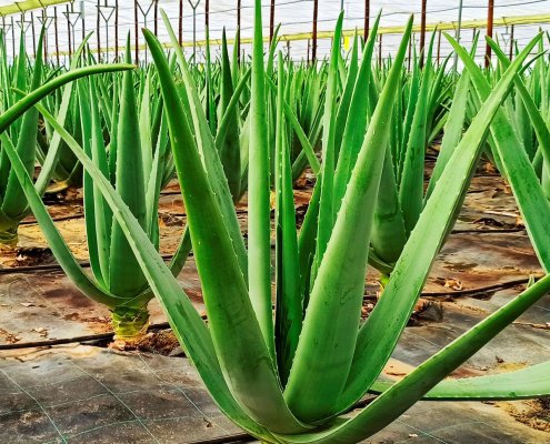 Diferencias entre aloe vera ecológico y convencional 5 economía circular aloe vera
