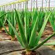 Diferencias entre aloe vera ecológico y convencional 5 economía circular aloe vera