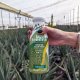 Descubre qué hace que un jugo de aloe vera sea realmente puro y efectivo 6 Jugo aloe vera