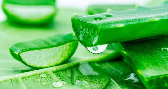 Hoja de aloe vera puro seccionada. Producto español de la empresa La Vendita.