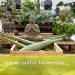 uso de las hojas de aloe vera
