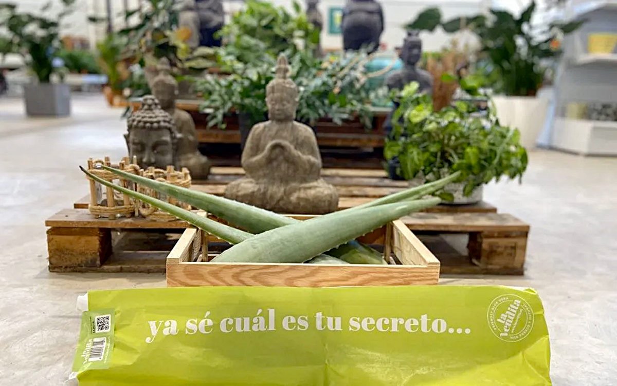 Uso de las hojas de Aloe vera 1 uso de las hojas de aloe vera
