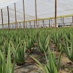 Asistencia técnica a la caracterización, desarrollo y formulación de bebidas de Aloe vera 4 Cultivo de Aloe vera