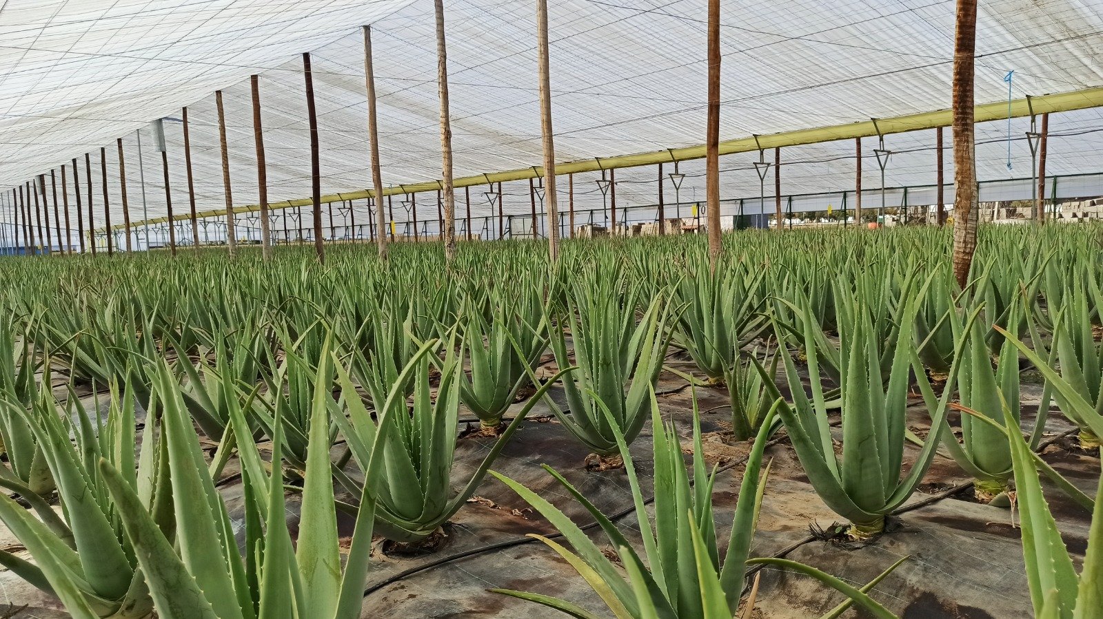 Asistencia técnica a la caracterización, desarrollo y formulación de bebidas de Aloe vera 9 Cultivo de Aloe vera