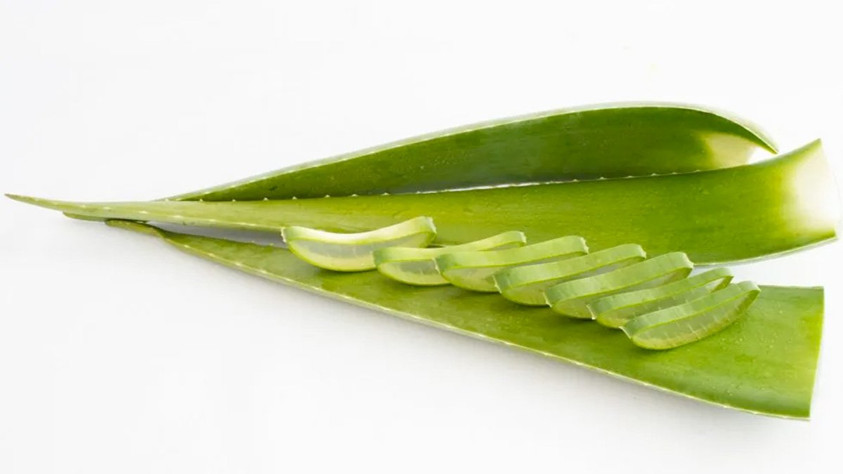 Descubre los 7 beneficios increíbles del Aloe vera 10 beneficios increibles del aloe vera